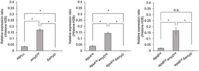 A Glycosylphosphatidylinositol-Anchored α-Amylase Encoded by amyD Contributes to a Decrease in the Molecular Mass of Cell Wall α-1,3-Glucan in Aspergillus nidulans